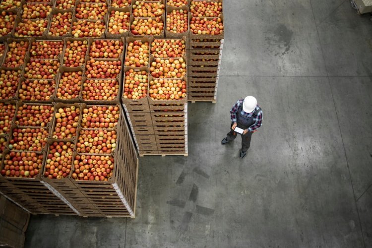Man inspecting fruit imports in organic food factory warehouse.jpg