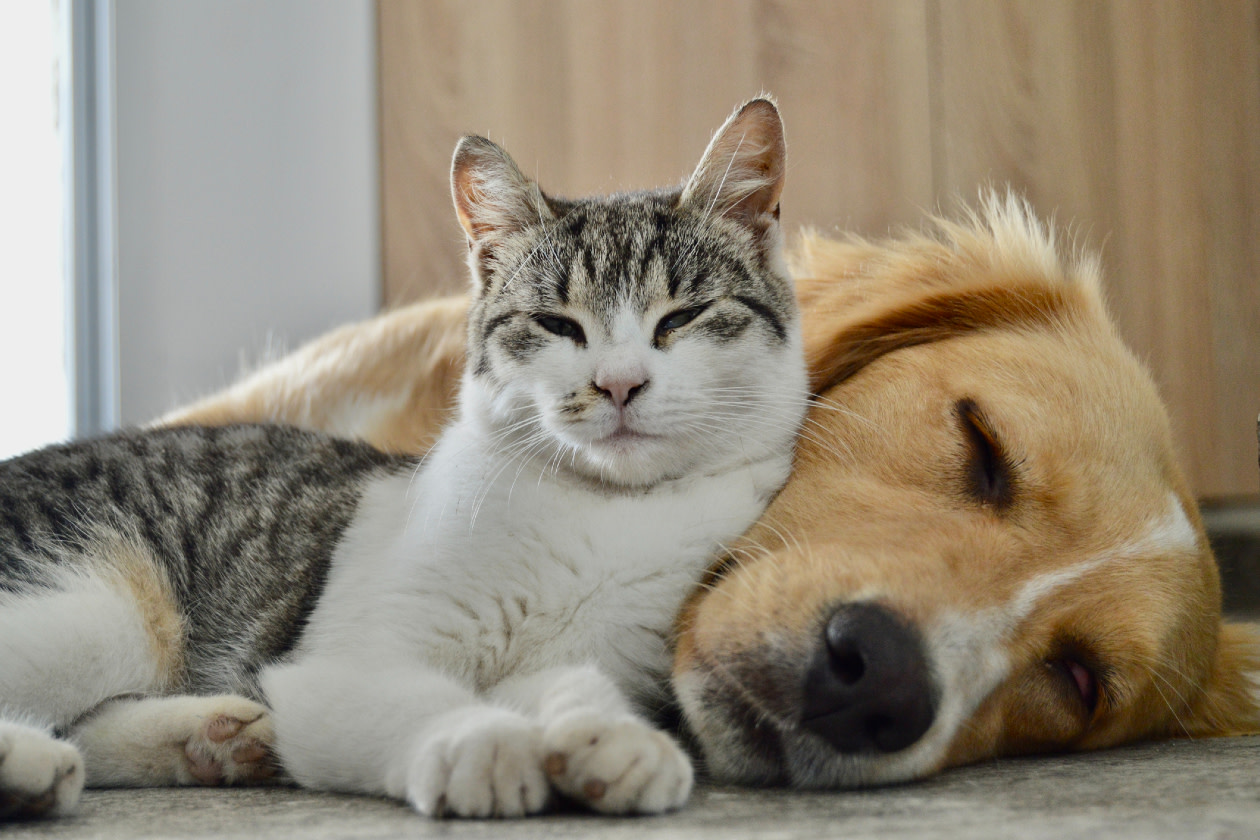 Pets at Home share research