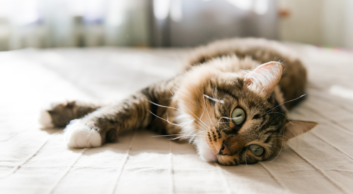Pets at Home – 2024 guidance unchanged